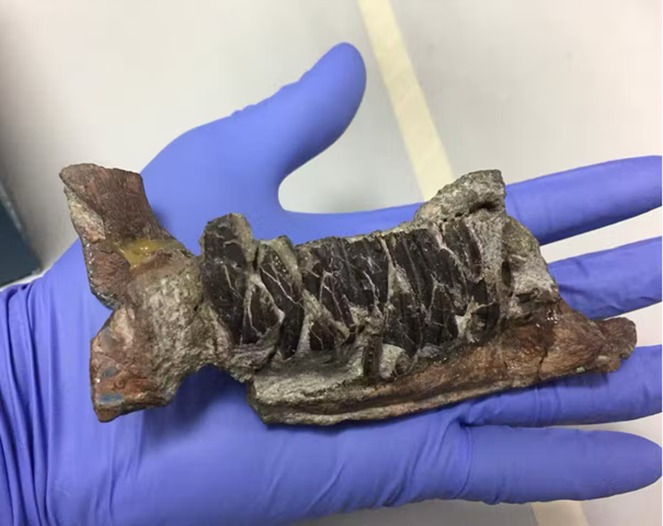 dinosauriefossil-cancer